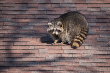A raccoon walks around on someone's house in the Upper Beaches neighbourhood of Toronto, Canada, a...