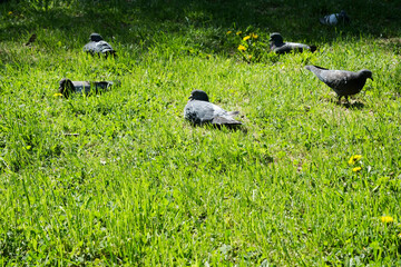 Pair of pigeons standing on the green grass during a sunny day.