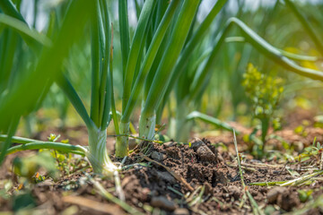 young organic green onions without chemicals on a farm in a field