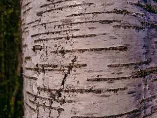 Birch trunk, birch bark