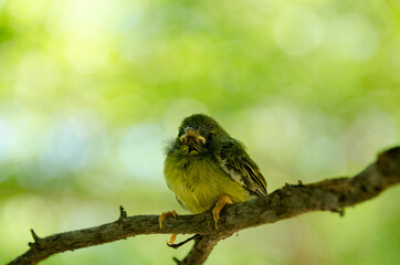Baby Olive-backed bird waiting for food from its mother