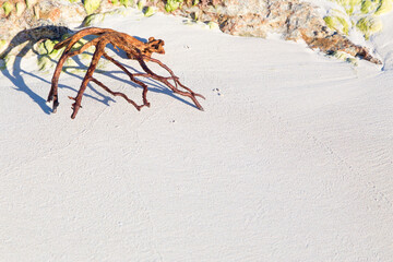 A dry branch on the white sea sand.Horizontally, 