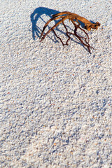 A dry branch on the white sea sand.Vertically.