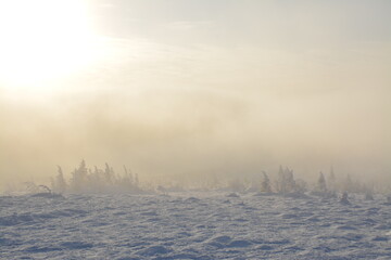 misty morning in the forest