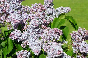 Violet-blue lilac variety “Prof.Hoser” flowering in a garden. Latin name: Syringa Vulgaris..