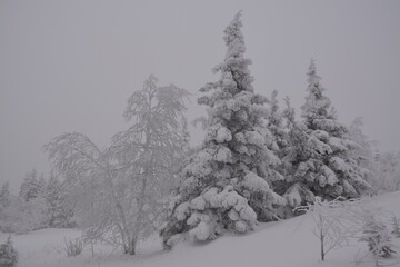 trees in snow