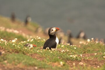 atlantic puffin or common puffin