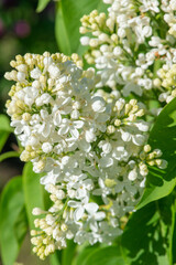 White lilac variety “Kristine Baltpurvina