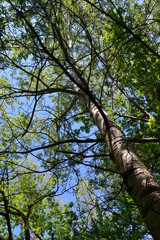 Fototapeta premium Branches of a birch tree (Betula L.) in the early spring against a clear sky. A large birch tree with long branches, low angle view