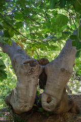Fototapeta na wymiar fig tree