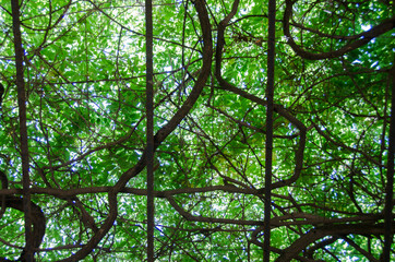 Fototapeta premium Garden in the jungle