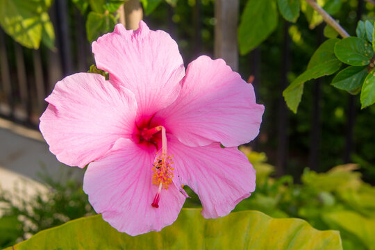 Pink seminole tropical hibiscus blooming with bent pistil due to weight of bee feeding in stamen