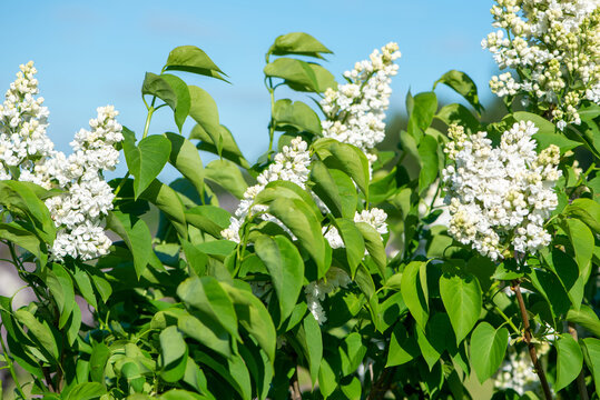 White lilac variety &ldquo;Mem. Lemoine" flowering in a garden. Latin name: Syringa Vulgaris.