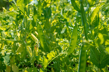 organic sugar green peas in a field on a farm ripening under the sun