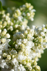 White lilac variety “Obelisque