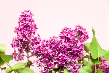 Fresh lilac on a pink background