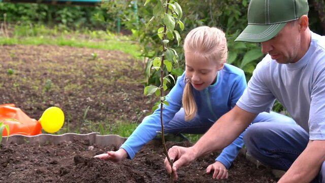 Father and daughter work together. They plant a sapling of a tree in the garden. Apple tree sapling. A strong family, and volunteer work. Slow motion