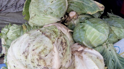 Fototapeta na wymiar fresh cabbage in the market