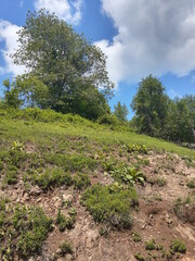 Fototapeta premium landscape with trees