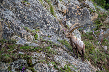 männlicher Steinbock in Felswand bei Pontresina