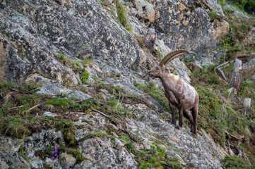 männlicher Steinbock in Felswand bei Pontresina