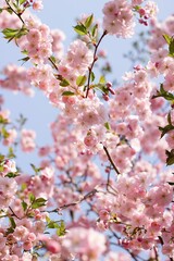 Pink cherry sakura tree blossom during spring in sunny weather 