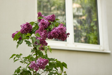 Bushes of bright juicy varietal purple lilacs bloom under the windows of a multi-storey apartment building in the city center. flowers in the city