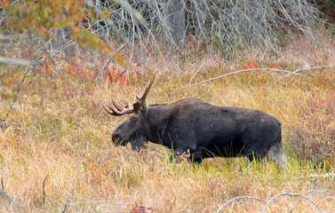 Bull Moose with huge antlers Alces alces grazing in a pond in Algonquin Park, Canada in autumn