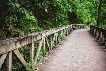 Obraz premium footpath through woods in park