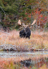 Bull Moose with huge antlers Alces alces grazing in a pond in Algonquin Park, Canada in autumn