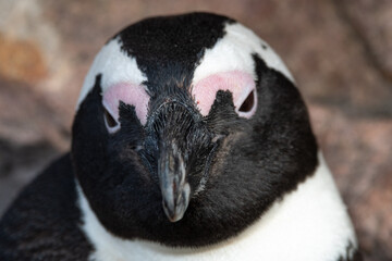 Pinguinwürde