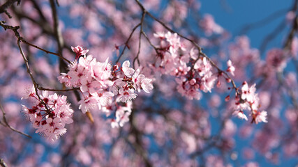 Beautiful cherry blossom sakura in spring time over blue sky.