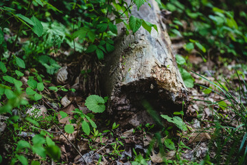 Naklejka na ściany i meble fallen log with plants in woods - moody