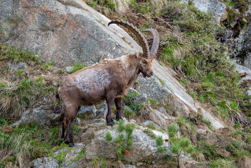 männlicher Steinbock in Felswand bei Pontresina