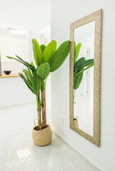 Spacious stylish large hallway with mirror hanging on the wall tall green houseplant fragment of open kitchen. Marble floor minimalist interior decor