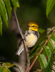 Black-throated green warbler perched on a branch in spring in Ottawa, Ontario, Canada