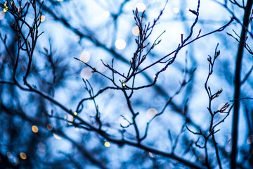 Branches of a tree without leaves decorated with Christmas balls and garlands against the night sky.
