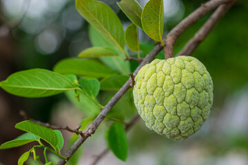 Fresh custard apple on the tree