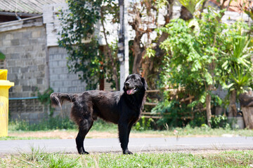 A pretty black dog.