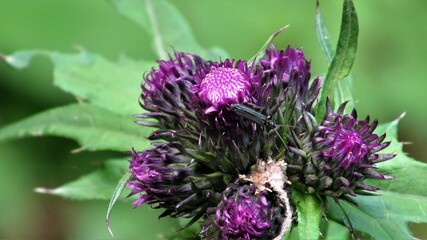 Oedemera atrata