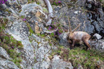 männlicher Steinbock in Felswand bei Pontresina