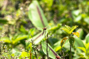 nature