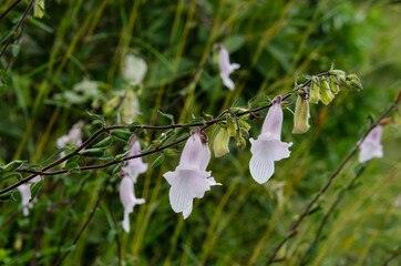 Digitale, Digitalis thapsi