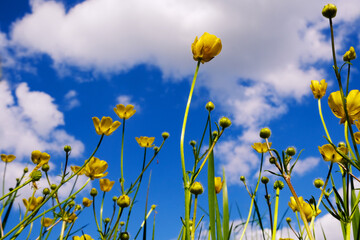 Yellow flowers against the blue sky. Flower meadow in the summer meadow. Natural beauty.