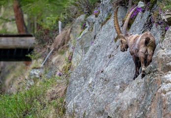 männlicher Steinbock in Felswand bei Pontresina