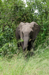 Eléphant d'Afrique, Loxodonta africana, Parc national Kruger, Afrique du Sud