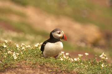 atlantic puffin or common puffin
