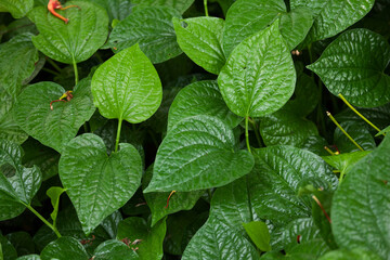 Wild Betel Leafbush