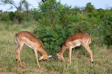 Impala, male, Aepyceros melampus
