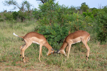 Impala, male, Aepyceros melampus